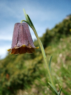 Fritillaire des pyrnes