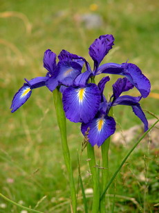 Iris des Pyrnes
