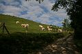 IMG_7188